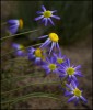ACCEPTANCE.....Sharryl Whiting